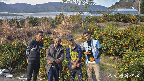 公司2018级职工赴涌泉采摘蜜桔